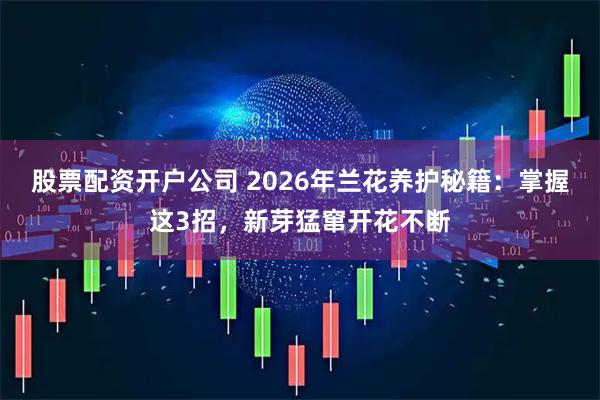 股票配资开户公司 2026年兰花养护秘籍：掌握这3招，新芽猛窜开花不断